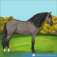 Horse Color:Grullo