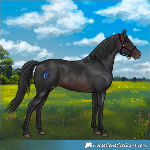 Horse Color:Brown Skewed Appaloosa 