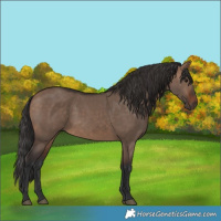 Horse Color:Brown Dun 