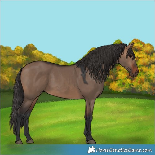 Horse Color:Brown Dun 