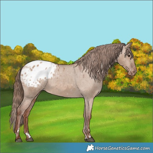 Horse Color:Red Dun Blanket 