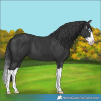 Horse Color:Black Splash 