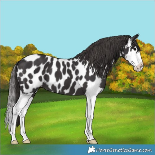 Horse Color:Smoky Black Splash Appaloosa 