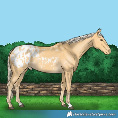 Horse Color:Palomino Appaloosa 