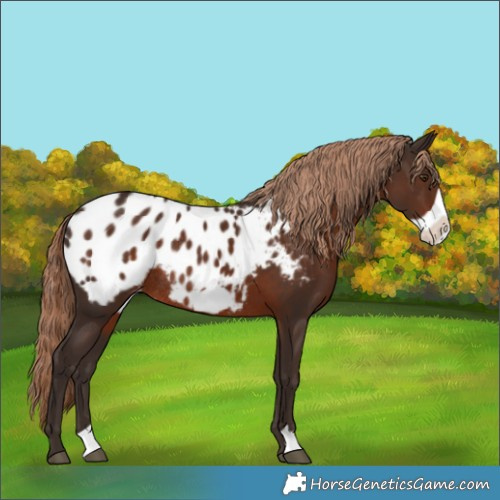 Horse Color:Liver Chestnut Frame Appaloosa Rabicano