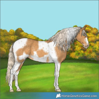 Horse Color:Palomino Tobiano Frame