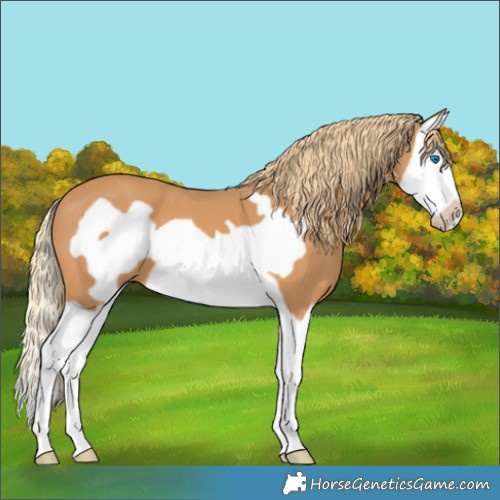 Horse Color:Chestnut Splash Frame 