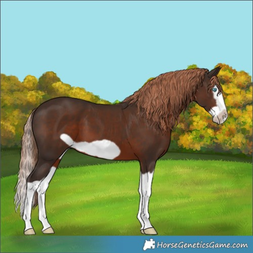 Horse Color:Liver Chestnut Splash Frame 