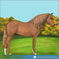 Horse Color:Chestnut 