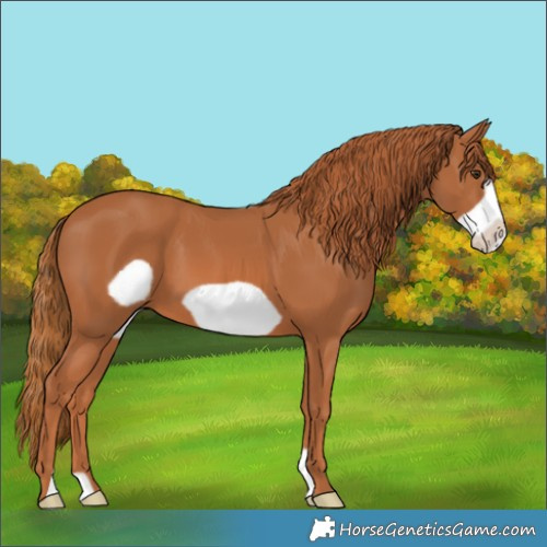 Horse Color:Chestnut Frame 