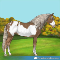 Horse Color:Chocolate Palomino Frame Appaloosa 