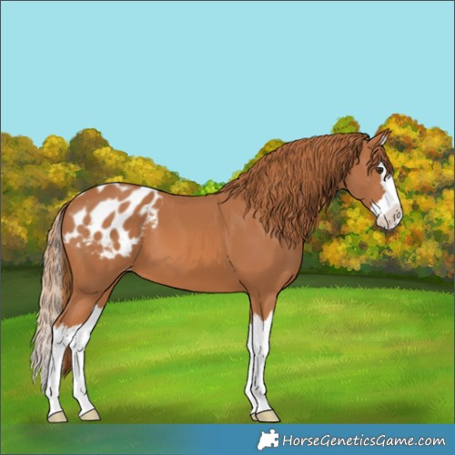 Horse Color:Chestnut Splash Appaloosa 