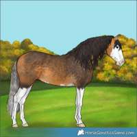 Horse Color:Buckskin Splash 