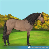 Horse Color:Bay Dun