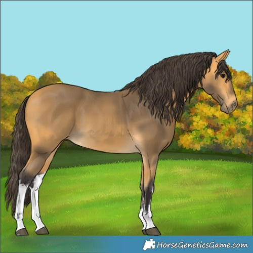 Horse Color:White Spotted Buckskin 