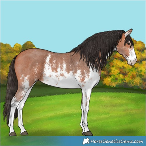 Horse Color:White Spotted Bay Sabino 