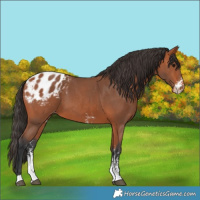 Horse Color:Bay Sabino Appaloosa 