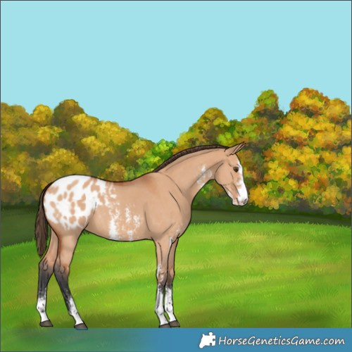 Horse Color:Unknown 