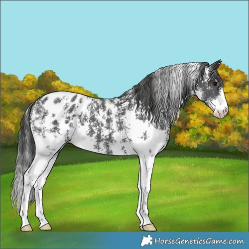 Horse Color:Black Sabino Blanket 
