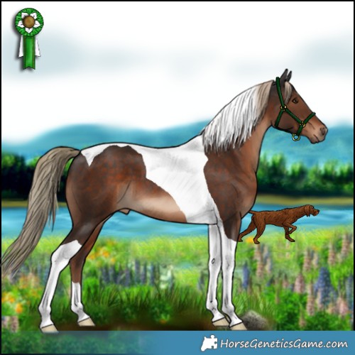 Horse Color:Liver Chestnut Tobiano 
