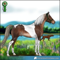 Horse Color:Liver Chestnut Tobiano 
