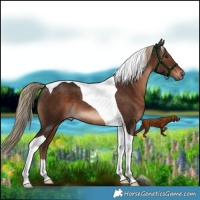 Horse Color:Liver Chestnut Tobiano 