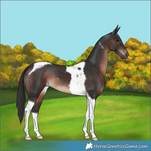 Horse Color:Brown Tobiano 