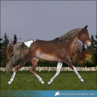 Horse Color:Liver Chestnut Tobiano 