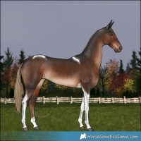 Horse Color:Liver Chestnut Tobiano