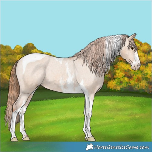 Horse Color:Red Dun Sabino Tobiano Varnish 
