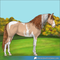 Horse Color:Red Dun Sabino Tobiano Appaloosa 