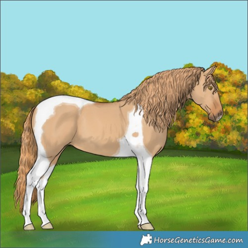 Horse Color:Red Dun Tobiano 