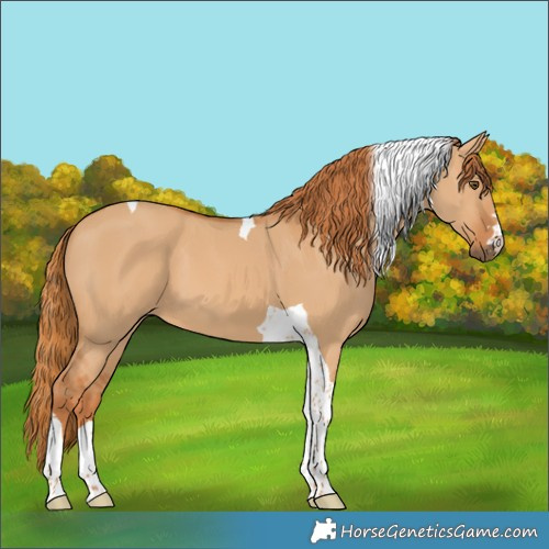 Horse Color:Red Dun Tobiano 