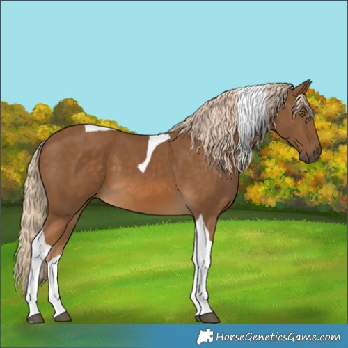 Horse Color:Chocolate Palomino Tobiano