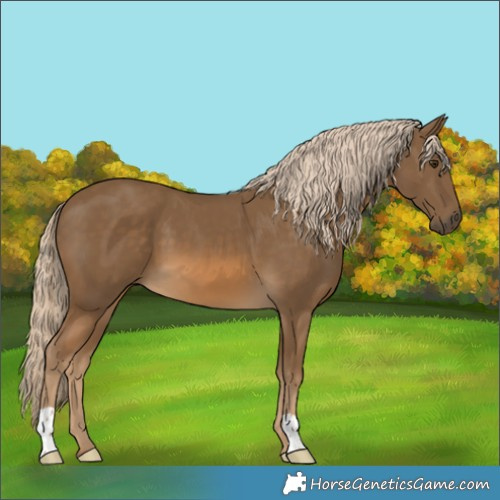 Horse Color:Chocolate Palomino 
