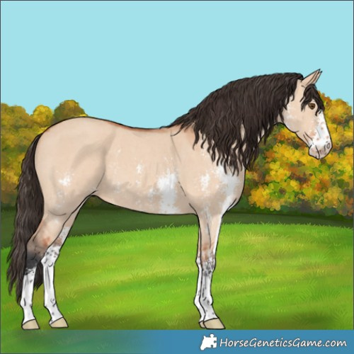 Horse Color:Bay Dun Sabino