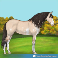 Horse Color:Bay Dun Sabino 