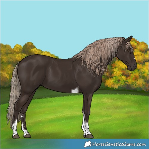 Horse Color:Liver Chestnut Tobiano 