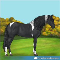 Horse Color:Black Tobiano 