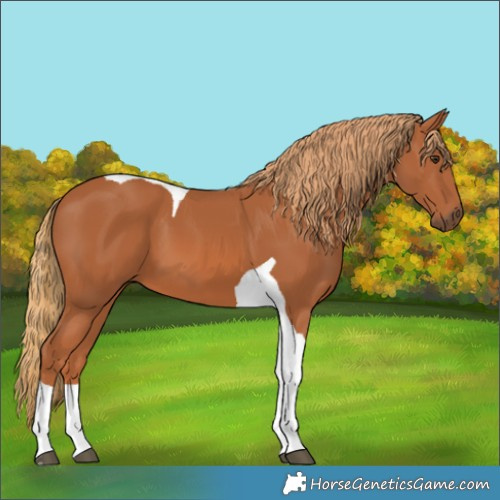 Horse Color:Chestnut Tobiano 