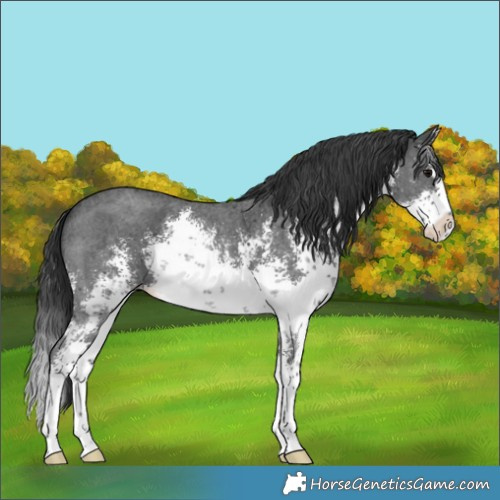 Horse Color:White Spotted Black Sabino Splash 