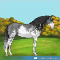 Horse Color:White Spotted Black Sabino Splash 