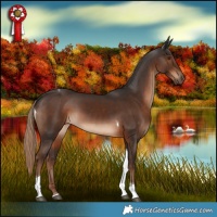 Horse Color:Liver Chestnut Tobiano 