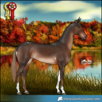 Horse Color:Liver Chestnut Tobiano