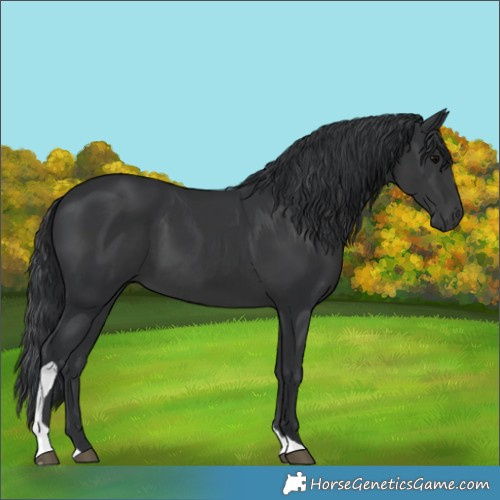 Horse Color:White Spotted Black Tobiano 
