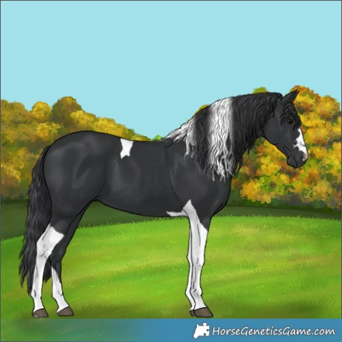 Horse Color:Black Tobiano 