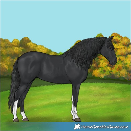 Horse Color:Black Tobiano 