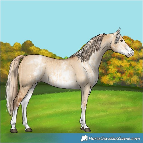 Horse Color:White Spotted Red Dun Rabicano  and Gray White Spotted Red Dun Rabicano 