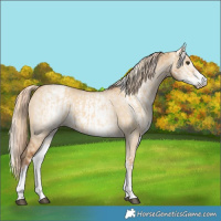 Horse Color:White Spotted Red Dun Rabicano and Gray White Spotted Red Dun Rabicano