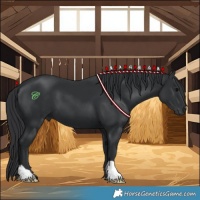 Horse Color:Black 
